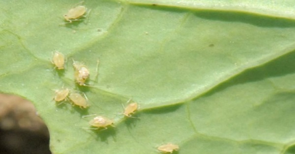 Peach-potato aphids on an oilseed rape leaf 